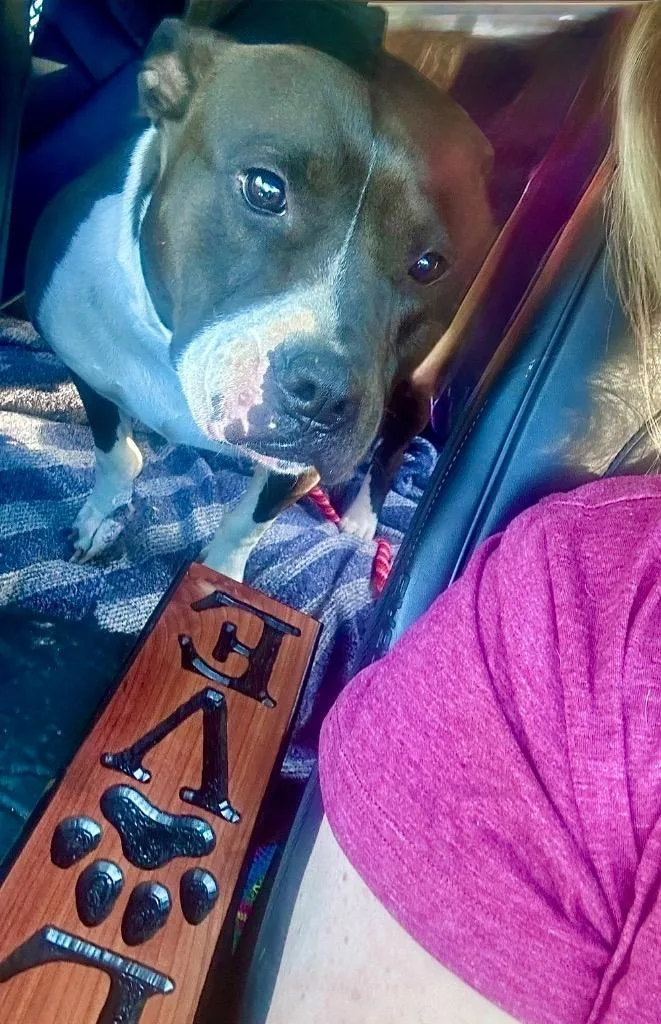 A young large-sized female American Staffordshire Terrier dog named Magnolia for adoption in Princeton, MA