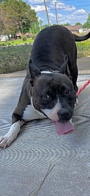 Magnolia thumbnail 2