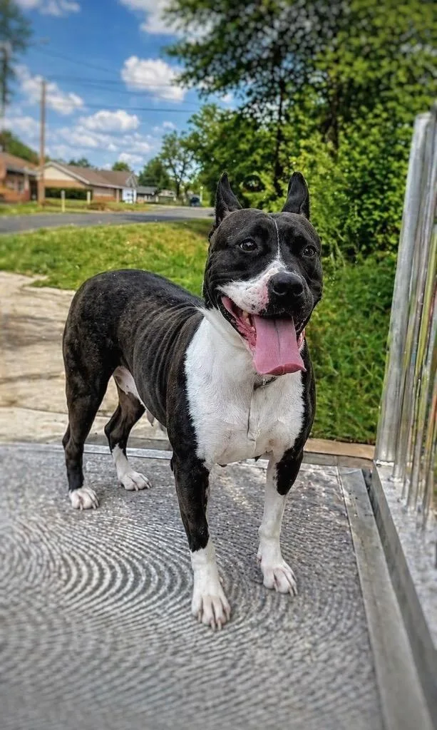 Magnolia thumbnail 3