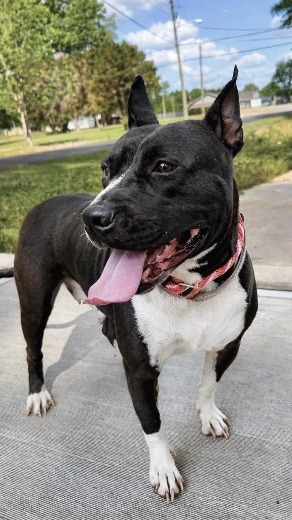 Magnolia thumbnail 4