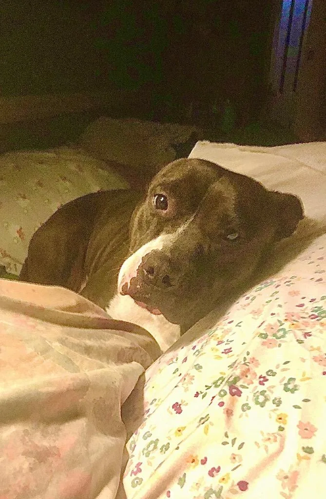 Magnolia thumbnail 5