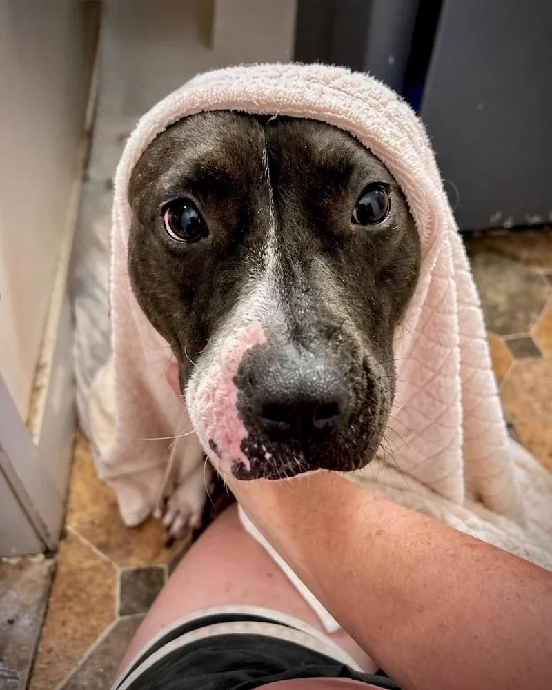 Magnolia thumbnail 6