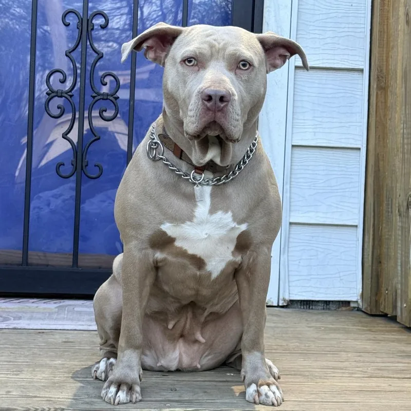 Nala