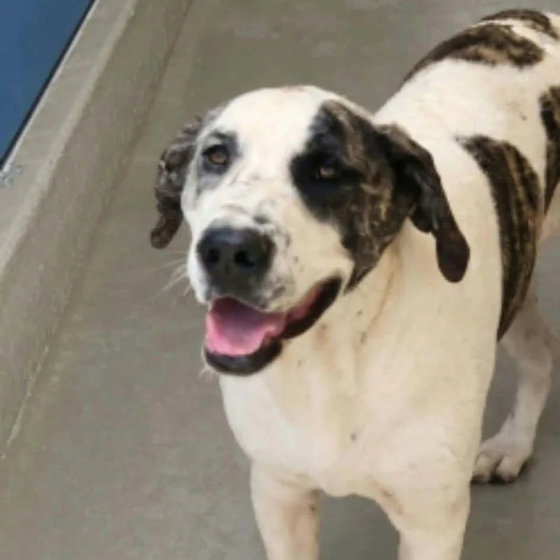 An adult medium-sized male Brindle Shepherd dog named Olaf for adoption in Kingman, AZ