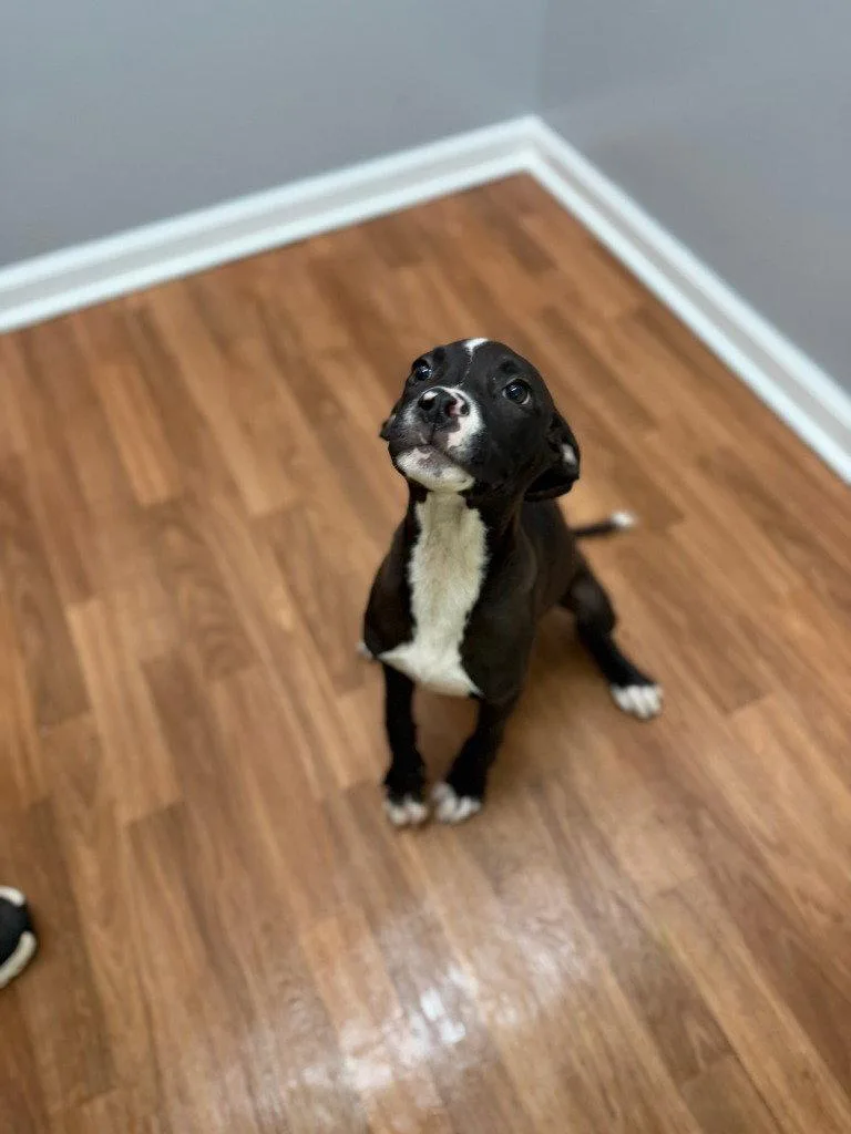 A baby small-sized male Terrier dog named Thor for adoption in Lovingston, VA