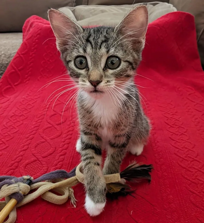 A baby medium-sized female Tabby (Brown / Chocolate) Domestic Short Hair cat named Caraway for adoption in Queen Creek, AZ