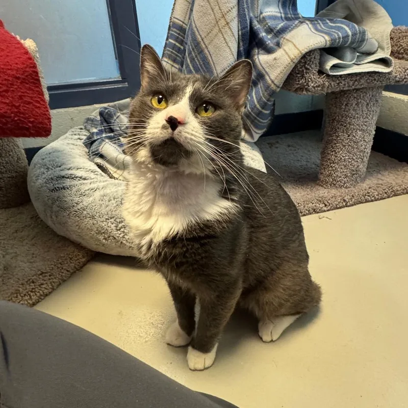 An adult large-sized male Gray / Blue / Silver Domestic Short Hair cat named Smoke for adoption in Pittsburgh, PA