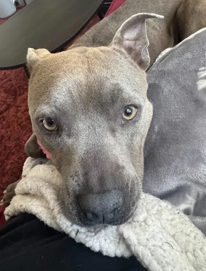 An adult medium-sized female Mixed Breed dog named Anette for adoption in Atlanta, GA