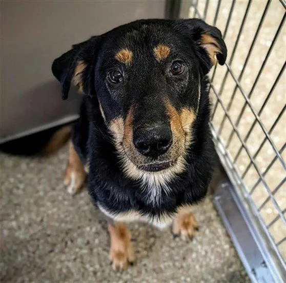 An adult large-sized male German Shepherd Dog dog named Saga for adoption in Clyde, NC