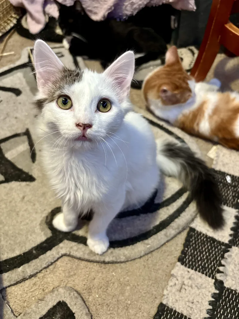 Peewee And Nugget thumbnail 6