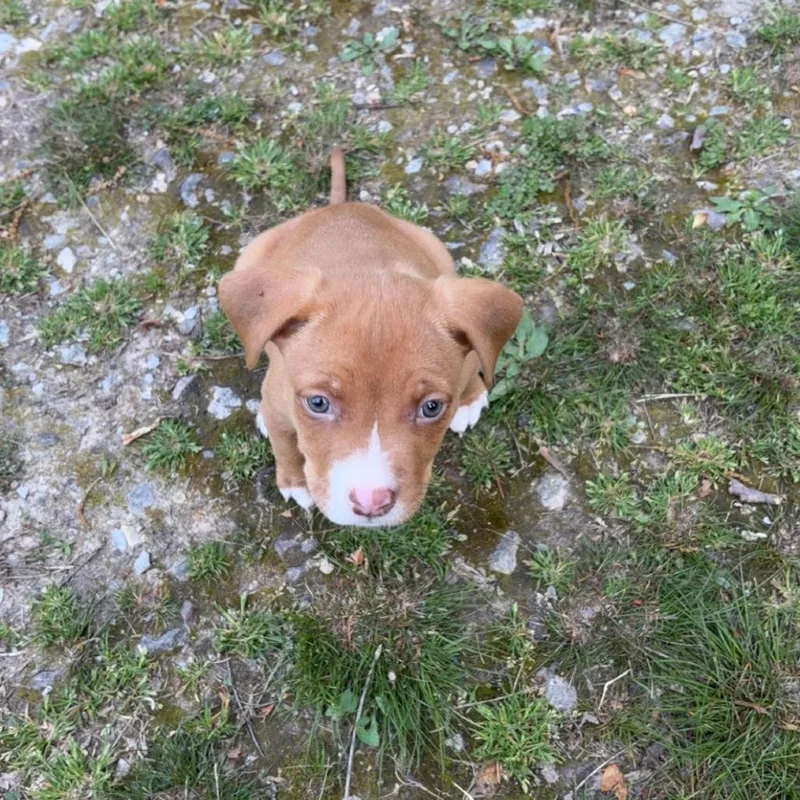 A baby small-sized male Brown / Chocolate Mixed Breed dog named Kitkat for adoption in Chattanooga, TN