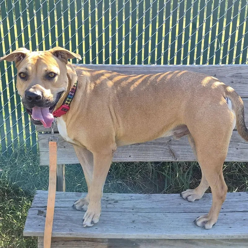 An adult large-sized male Yellow / Tan / Blond / Fawn Black Mouth Cur dog named Big Red for adoption in Cleveland, MS