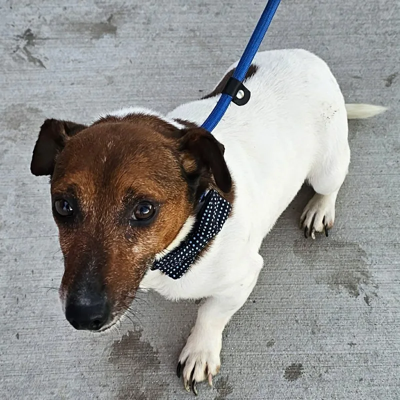 Wishbone thumbnail 2