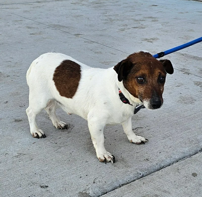 Wishbone thumbnail 3