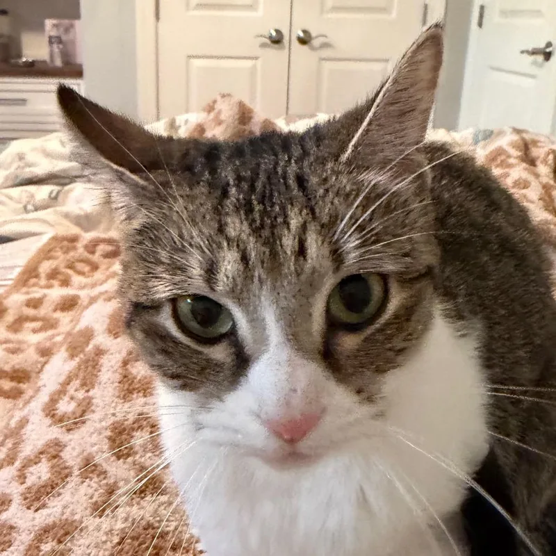 An adult medium-sized female Brown / Chocolate Domestic Short Hair cat named Roma Mckenzie for adoption in Merrifield, VA