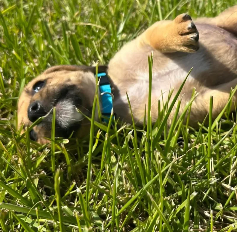 Light Blue Pup