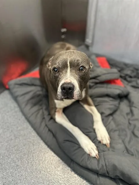 An adult large-sized female Pit Bull Terrier dog named Zelda for adoption in Dallas, TX