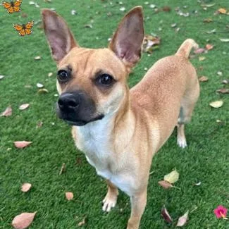 A young small-sized female Chihuahua dog named Snickers for adoption in Palm Harbor, FL