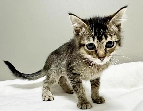 A baby small-sized female Domestic Short Hair cat named Cashew for adoption in Saint Louis, MO