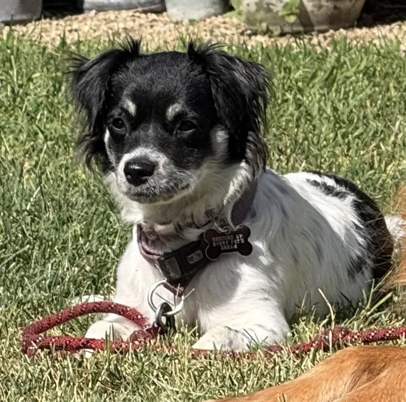 A young small-sized female Spaniel dog named Ashley for adoption in Santa Clara, CA