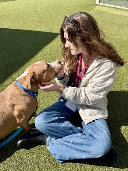 An adult medium-sized female Brown / Chocolate Mixed Breed dog named Frog Latte for adoption in Wichita, KS