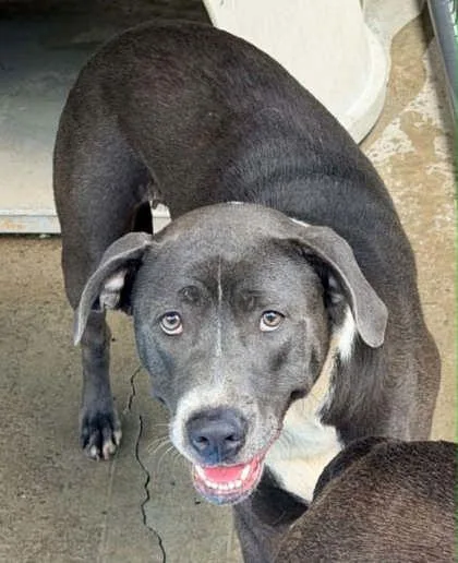 An adult large-sized female Pit Bull Terrier dog named Piper for adoption in Bowling Green, KY