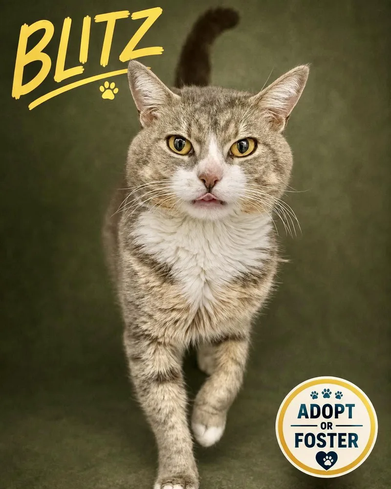 An adult medium-sized male Tabby cat named Blitz for adoption in Greenville, DE