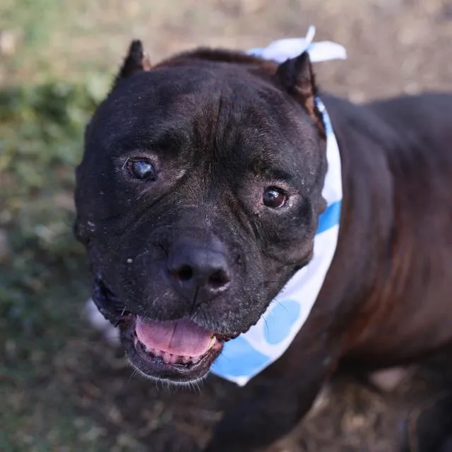 An adult large-sized male American Staffordshire Terrier dog named Gibo for adoption in San Antonio, TX
