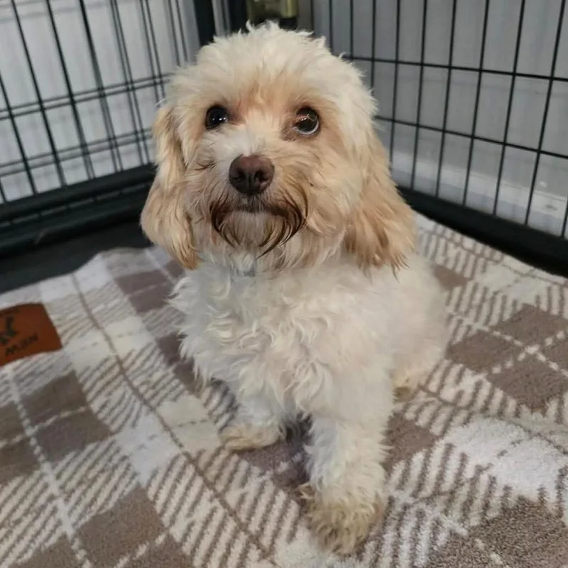 An adult small-sized female Yellow / Tan / Blond / Fawn Mixed Breed dog named Daphne for adoption in Wappingers Falls, NY