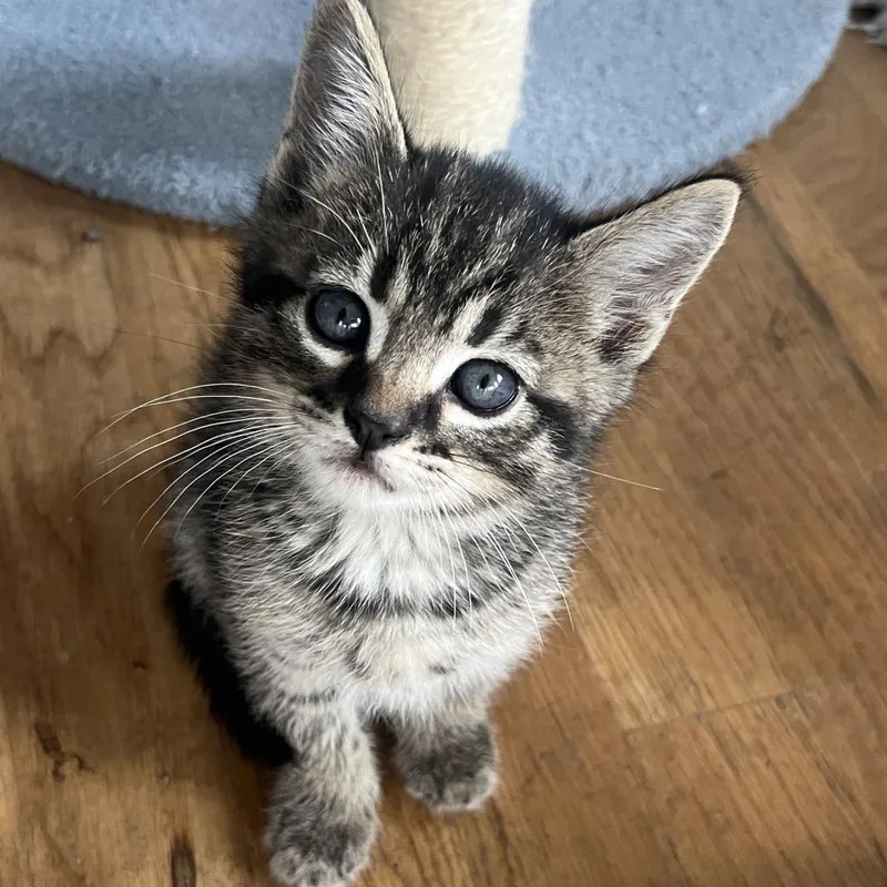 A baby small-sized male Gray / Blue / Silver Domestic Short Hair cat named Chip for adoption in Normal, IL