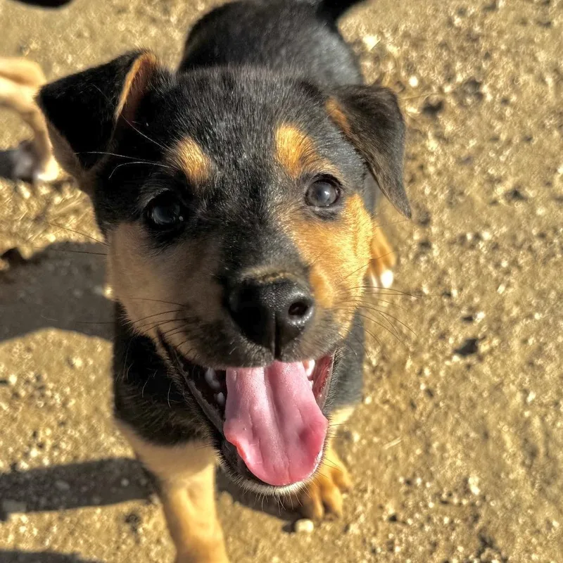 A baby large-sized female Doberman Pinscher dog named Ladybug for adoption in Van Nuys, CA