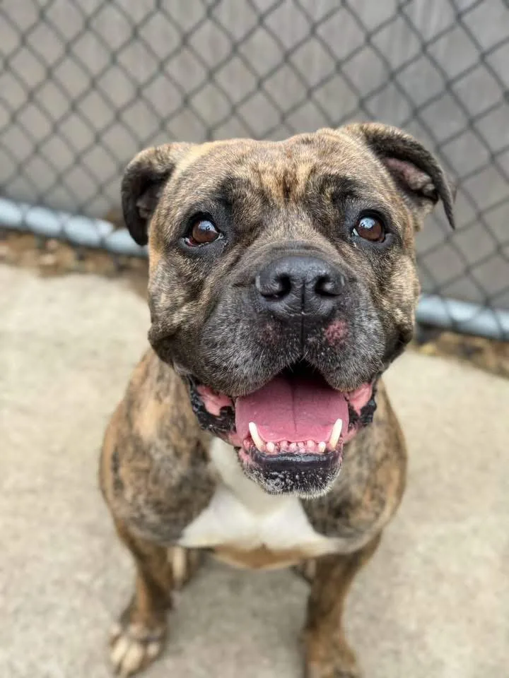 An adult medium-sized female Brindle Boxer dog named Villa for adoption in Chicago, IL