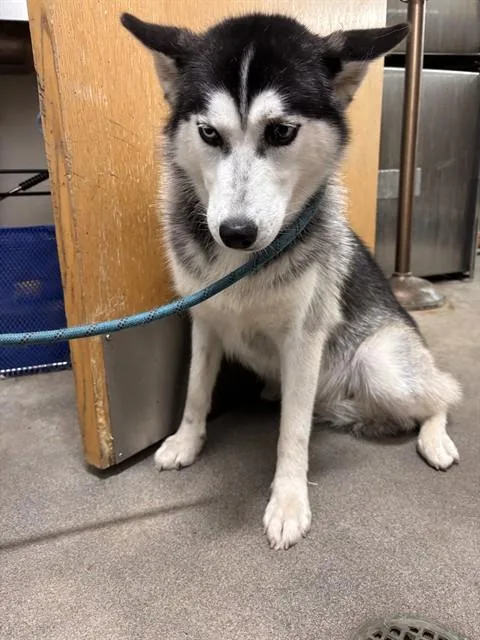 A young large-sized female Siberian Husky dog named Asia for adoption in Upper Marlboro, MD