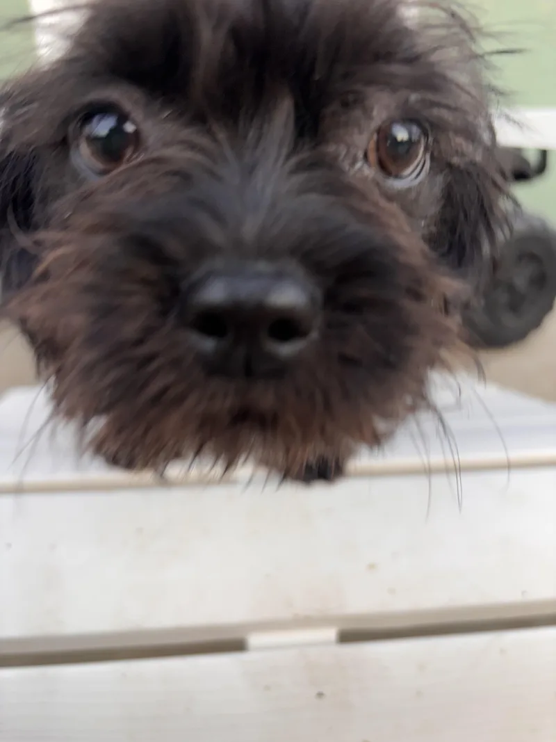A baby small-sized female Cavalier King Charles Spaniel dog named Desrie for adoption in Corona, CA