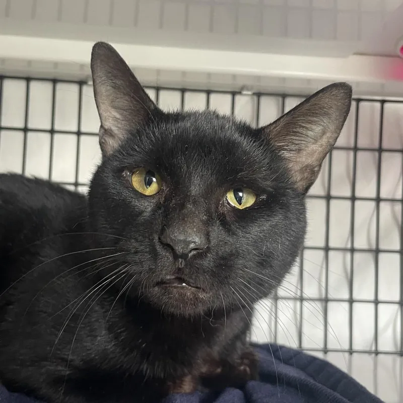 An adult medium-sized male Black Domestic Short Hair cat named Prince Draven for adoption in Chicago, IL