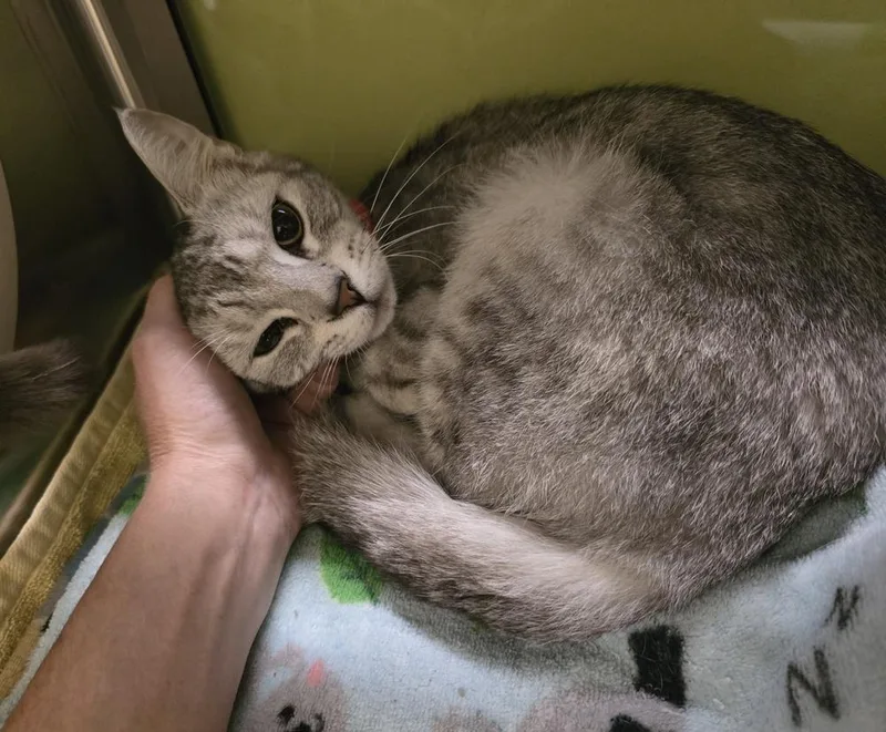An adult medium-sized female Domestic Short Hair cat named Katydid for adoption in Dickson, TN