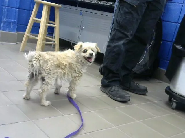 A senior medium-sized female Border Terrier dog named Lazaria for adoption in Albuquerque, NM