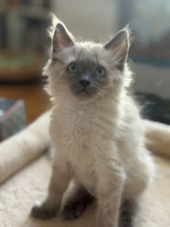 A baby large-sized female Ragdoll cat named Mori for adoption in Davis, CA