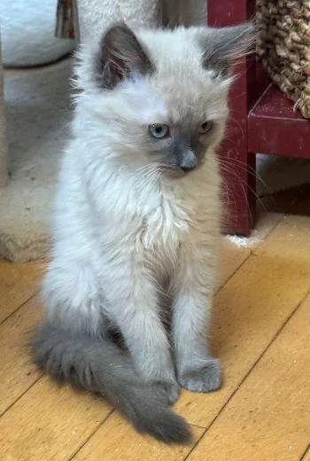 Mori thumbnail 3