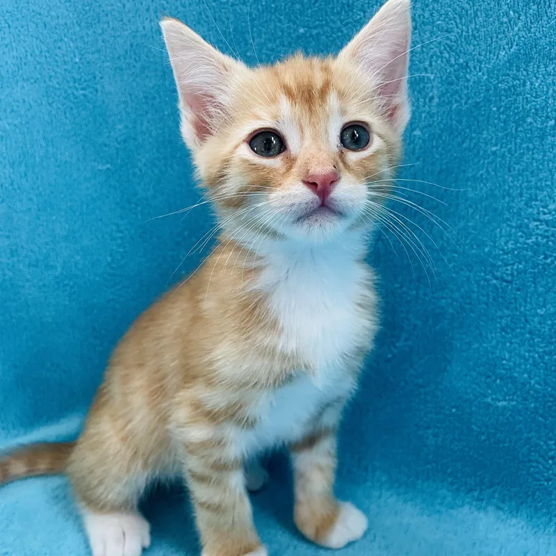 A baby medium-sized male Tabby (Orange / Red) Tabby cat named Red for adoption in Greensboro, NC