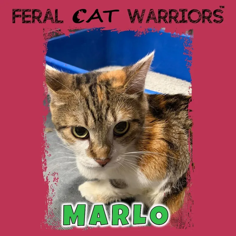 An adult large-sized female Torbie Domestic Short Hair cat named Marlo for adoption in Kingman, AZ