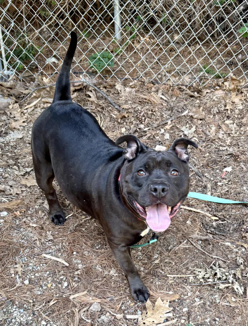 A young medium-sized female American Bully dog named Mabel for adoption in Youngstown, OH