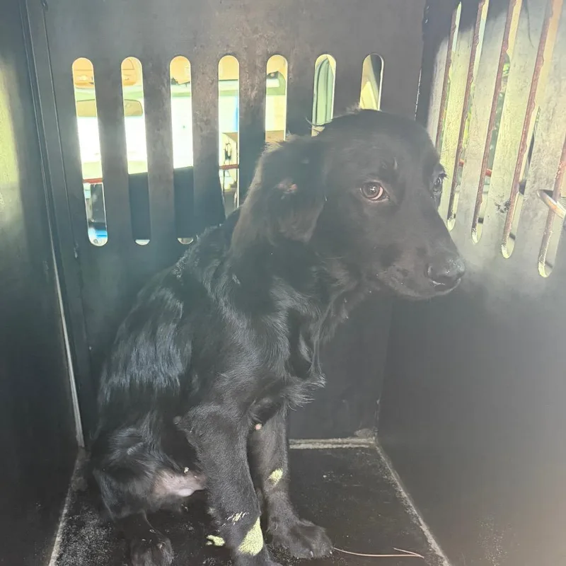 A baby small-sized male Flat-Coated Retriever dog named Obsidian for adoption in Montgomery, AL