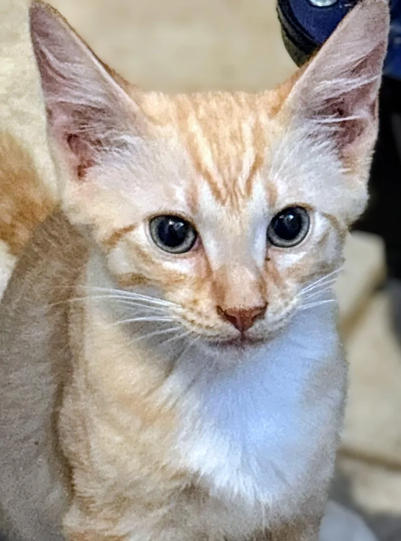 A baby medium-sized male Domestic Short Hair cat named Tora for adoption in Honolulu, HI