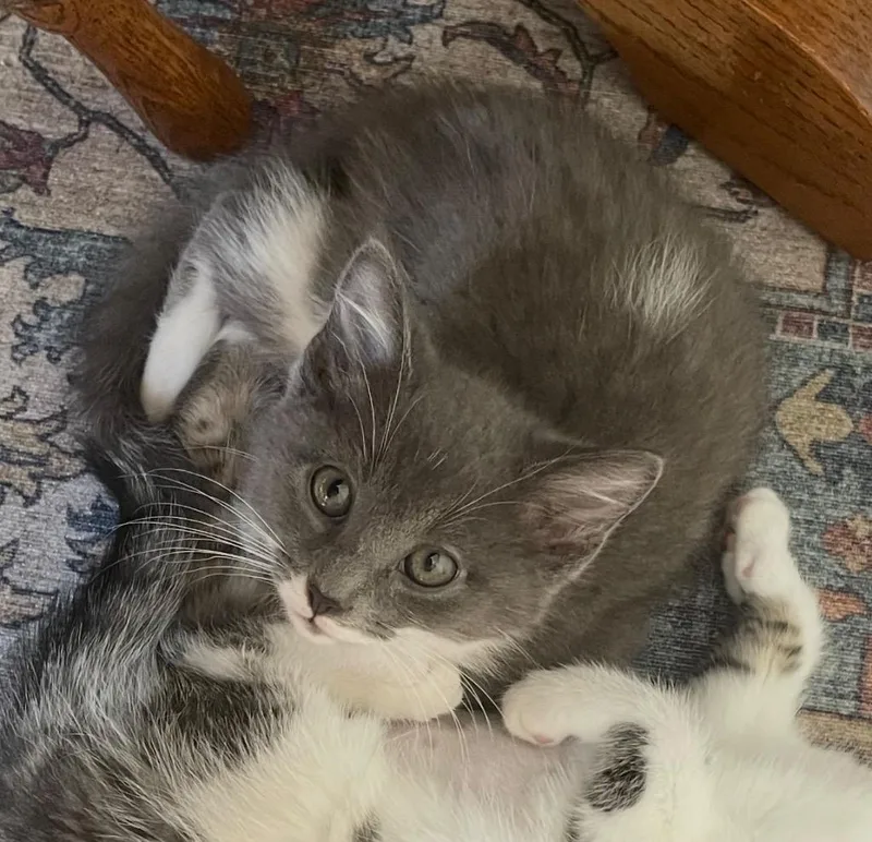 A baby medium-sized male Domestic Short Hair cat named Alejandro for adoption in Wintersville, OH
