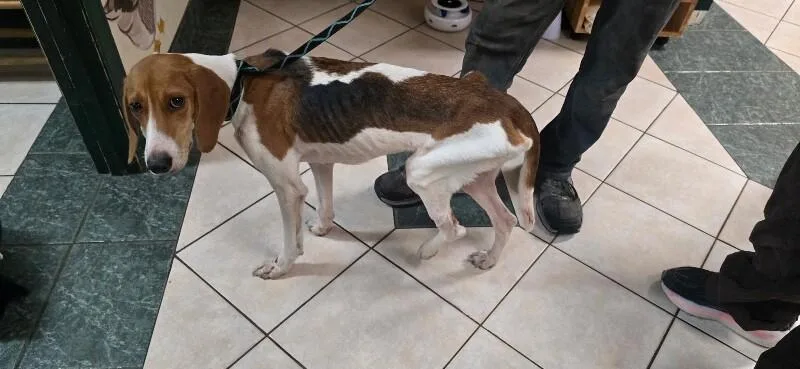 An adult medium-sized female Treeing Walker Coonhound dog named Sally for adoption in Burgaw, NC