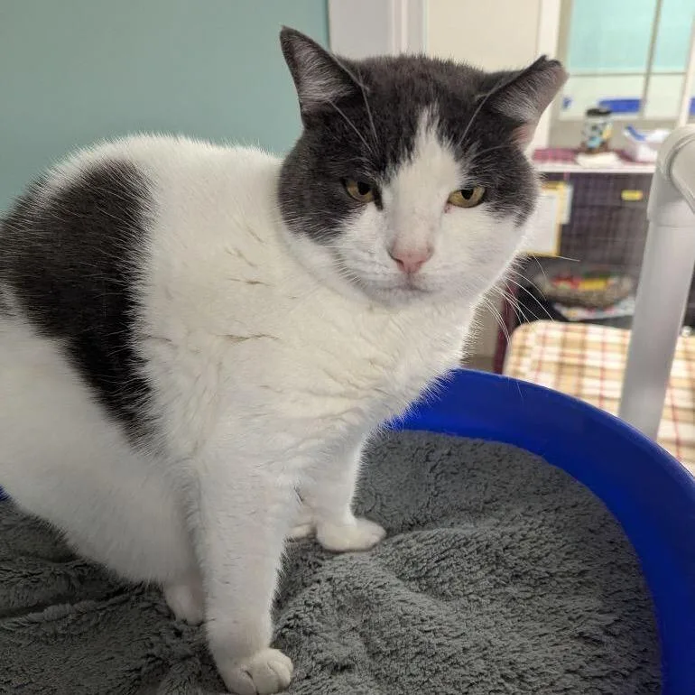 An adult extra large-sized female White Domestic Short Hair cat named Quincy for adoption in North Branford, CT