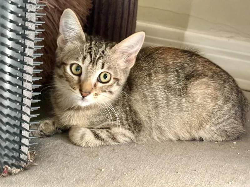 A baby medium-sized female Domestic Short Hair cat named Willow for adoption in Phoenix, AZ