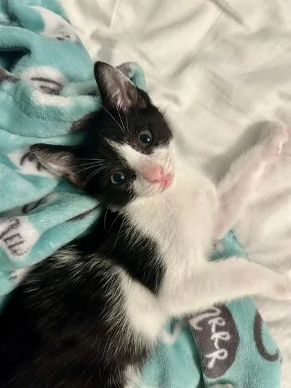 A young small-sized male Domestic Short Hair cat named a WinstonPetSmart West Ashley for adoption in North Charleston, SC