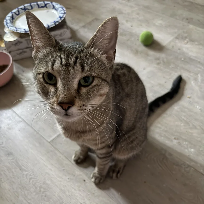 A young medium-sized female Tabby (Brown / Chocolate) Domestic Short Hair cat named Cambridge for adoption in Toledo, OH